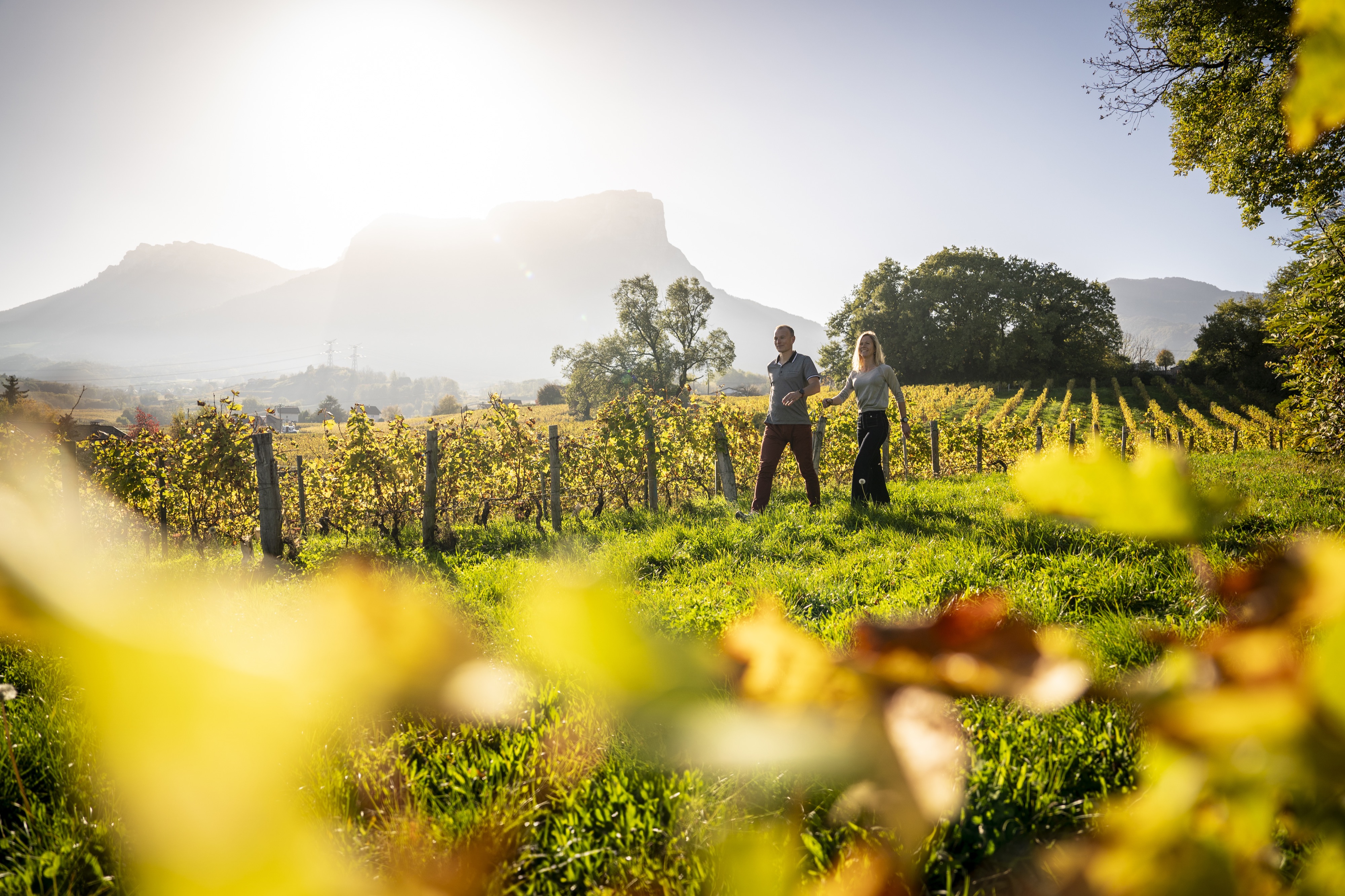 Photo : Vignobles de Savoie près de Chambéry (73).Crédit photo : © B. Becker / Auvergne-Rhône-Alpes Tourisme.